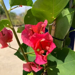 Camarillo Fiesta Bougainvillea Live Plant, 2ft Tall in 6" Pot, Outdoor Vine - Image 2