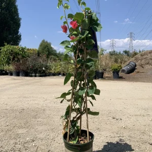 Camarillo Fiesta Bougainvillea Live Plant, 2ft Tall in 6