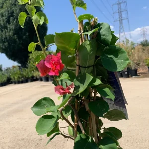 Camarillo Fiesta Bougainvillea Live Plant, 2ft Tall in 6