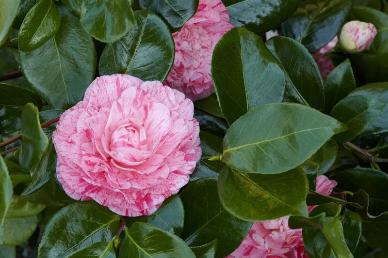 Camellia japonica 'Carter's Sunburst' Live Plant – 1ft Tall, 6" Pot – Outdoor Shrub - Image 1