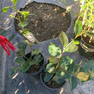 Camellia Japonica 'In The Pink' Live Plant – 1ft Tall, 6in Pot – Outdoor Shrub - Image 2