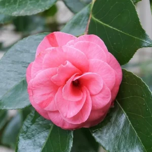 Camellia Japonica 'In The Pink' Live Plant – 1ft Tall, 6in Pot – Outdoor Shrub - Image 1