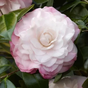 Camellia japonica 'Nuccio's Pearl' Live Plant - 2 ft Tall, 1 Gallon Pot - Image 1