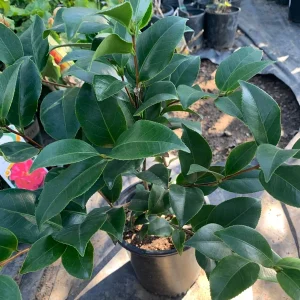 Camellia Japonica 'Spellbound' Live Plant – 1ft Tall, 6in Pot, Coral Rose Blooms - Image 2