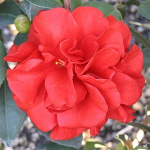 Camellia Japonica 'Tom Knudsen' Live Plant – 1ft Tall, Dark Red Flowers - Image 1