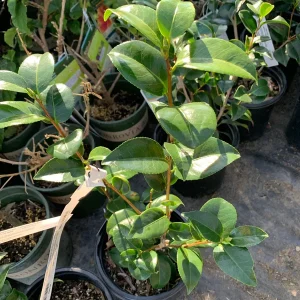 Camellia Japonica 'Tom Knudsen' Live Plant – 1ft Tall, Dark Red Flowers - Image 2
