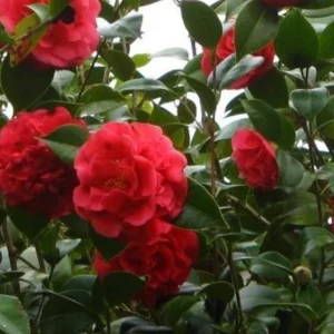 Camellia Kramer's Supreme Live Plant – 1-2 ft – 1 Gallon Pot – Outdoor Shrub - Image 1