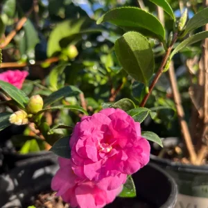 Camellia Shishi Gashira Live Plant – Hot Pink Flowers – 1ft Tall – 1 Gallon Pot – Outdoor Shrub - Image 1