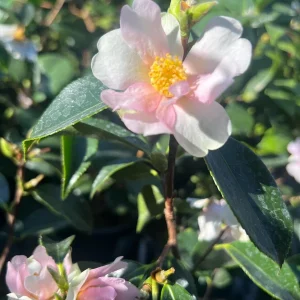 Camellia Yume Live Plant - White & Pink Flowers, 1 ft Tall, 1 Gallon Pot - Image 1