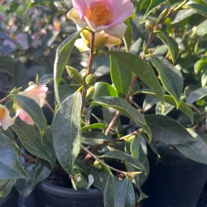 Camellia Yume Live Plant - White & Pink Flowers, 1 ft Tall, 1 Gallon Pot - Image 2