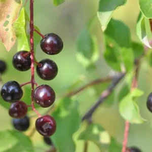 Canada Red Chokecherry Live Tree - 6-12