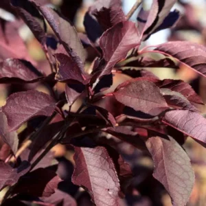 Canada Red Chokecherry Live Tree - 6-12