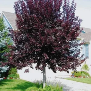 Canada Red Chokecherry Live Tree - 6-12