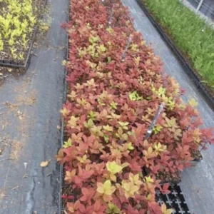 Canada Red Chokecherry Live Tree - 6-12