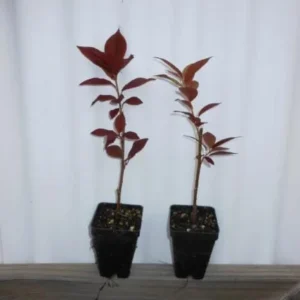 Canada Red Chokecherry Live Tree - 6-12