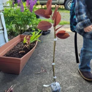 Canada Red Chokecherry Live Tree - 6-12