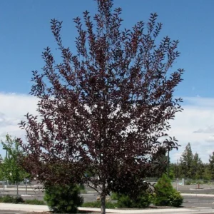 Canada Red Chokecherry Tree Live Plant – Purplish-Red Foliage, 2-12 in Tall, 2.5 in Pot, Outdoor - Image 1