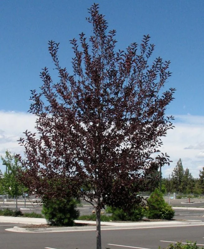 Canada Red Chokecherry Tree Live Plant – Purplish-Red Foliage, 2-12 in Tall, 2.5 in Pot, Outdoor - Image 1