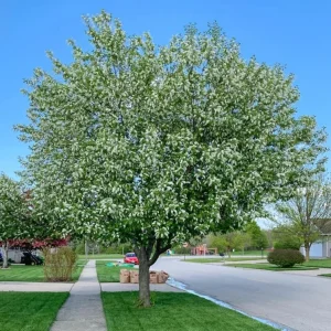 Canada Red Chokecherry Tree Live Plant – Purplish-Red Foliage, 2-12 in Tall, 2.5 in Pot, Outdoor - Image 10