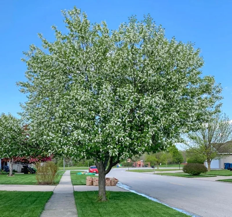 Canada Red Chokecherry Tree Live Plant – Purplish-Red Foliage, 2-12 in Tall, 2.5 in Pot, Outdoor - Image 10