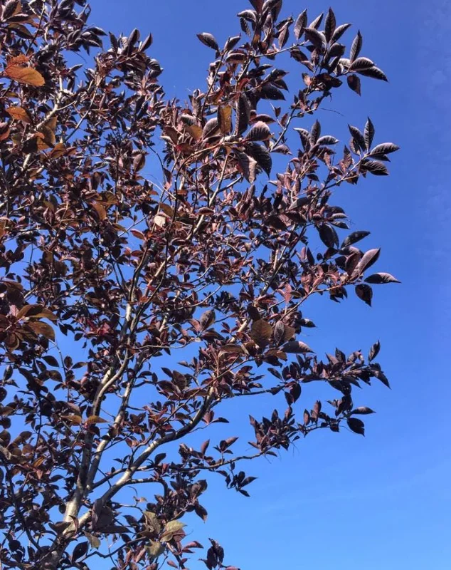 Canada Red Chokecherry Tree Live Plant – Purplish-Red Foliage, 2-12 in Tall, 2.5 in Pot, Outdoor - Image 2