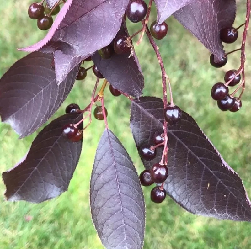 Canada Red Chokecherry Tree Live Plant – Purplish-Red Foliage, 2-12 in Tall, 2.5 in Pot, Outdoor - Image 3