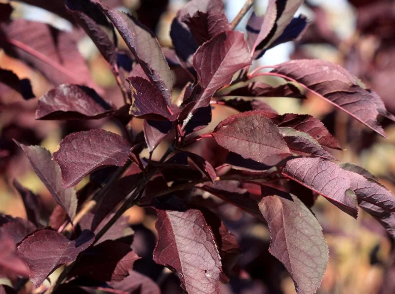 Canada Red Chokecherry Tree Live Plant – Purplish-Red Foliage, 2-12 in Tall, 2.5 in Pot, Outdoor - Image 4