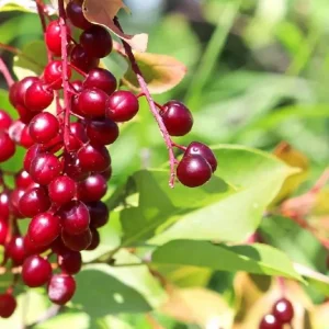 Canada Red Chokecherry Tree Live Plant – Purplish-Red Foliage, 2-12 in Tall, 2.5 in Pot, Outdoor - Image 5