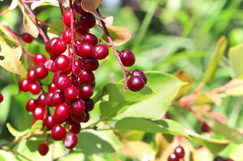 Canada Red Chokecherry Tree Live Plant – Purplish-Red Foliage, 2-12 in Tall, 2.5 in Pot, Outdoor - Image 5
