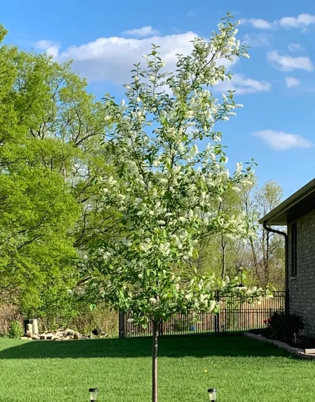 Canada Red Chokecherry Tree Live Plant – Purplish-Red Foliage, 2-12 in Tall, 2.5 in Pot, Outdoor - Image 6