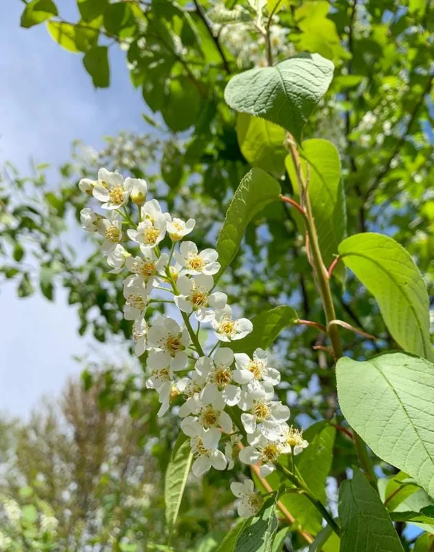 Canada Red Chokecherry Tree Live Plant – Purplish-Red Foliage, 2-12 in Tall, 2.5 in Pot, Outdoor - Image 8