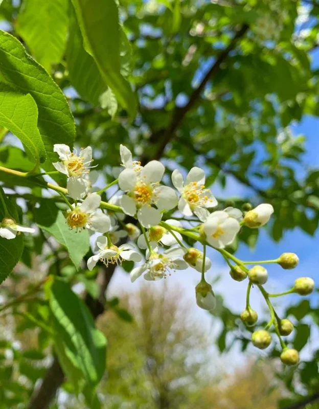 Canada Red Chokecherry Tree Live Plant – Purplish-Red Foliage, 2-12 in Tall, 2.5 in Pot, Outdoor - Image 9
