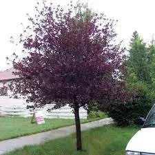 Canadian Red Chokecherry Live Plant - 1 Gallon Pot, 2-3 ft Tall, Outdoor - Image 2
