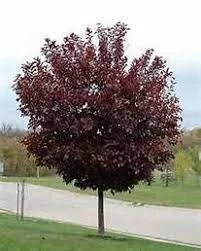 Canadian Red Chokecherry Live Plant - 1 Gallon Pot, 2-3 ft Tall, Outdoor - Image 1