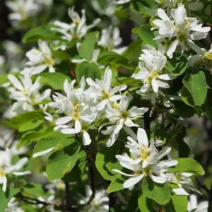 Canadian Serviceberry Live Plant - 2 ft Tall Amelanchier Canadensis Outdoor Shrub - Image 4