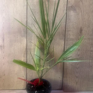 Canary Palm Live Plant – Phoenix canariensis – 4 inch Pot – Outdoor Tropical Tree - Image 5