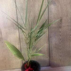 Canary Palm Live Plant – Phoenix canariensis – 4 inch Pot – Outdoor Tropical Tree - Image 6