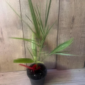 Canary Palm Live Plant – Phoenix canariensis – 4 inch Pot – Outdoor Tropical Tree - Image 7