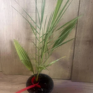 Canary Palm Live Plant – Phoenix canariensis – 4 inch Pot – Outdoor Tropical Tree - Image 8