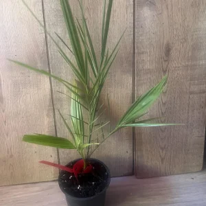 Canary Palm Live Plant – Phoenix canariensis – 4 inch Pot – Outdoor Tropical Tree - Image 9