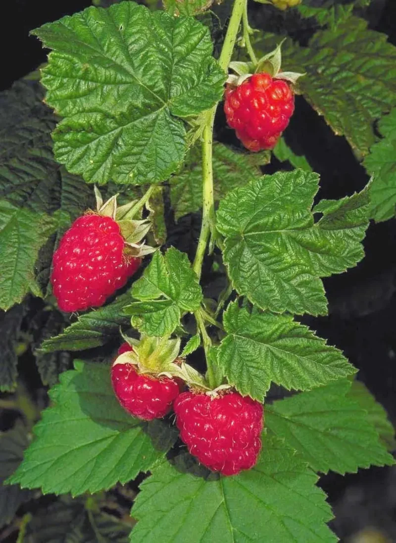 Canby Thornless Red Raspberry Live Plant - Sweet Berries