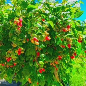 Canby Thornless Red Raspberry Live Plant - Starter Plug - Sweet, Easy Harvest - Image 6