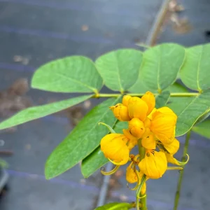 Candlestick Tree Live Plant (Senna alata) - Yellow Flower, 2Ft Tall in 6" Pot - Image 1