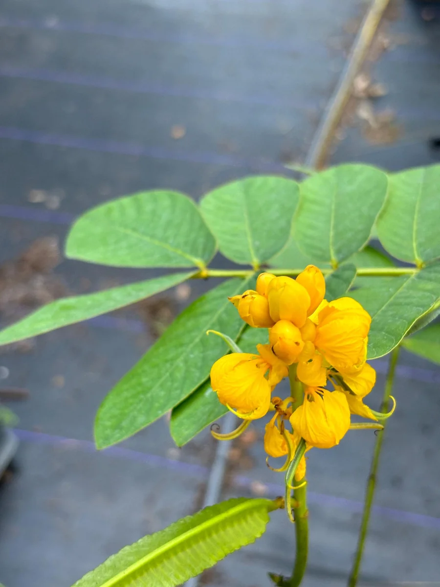 Candlestick Tree Live Plant (Senna alata) - Yellow Flower, 2Ft Tall in 6" Pot - Image 1