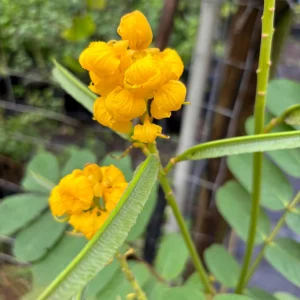 Candlestick Tree Live Plant (Senna alata) - Yellow Flower, 2Ft Tall in 6" Pot - Image 2
