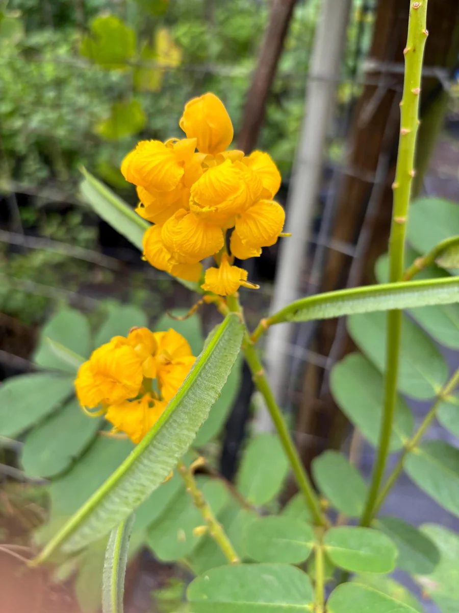 Candlestick Tree Live Plant – Senna alata – Yellow Flower – 2Ft Tall – 6 Inch Pot - Image 2