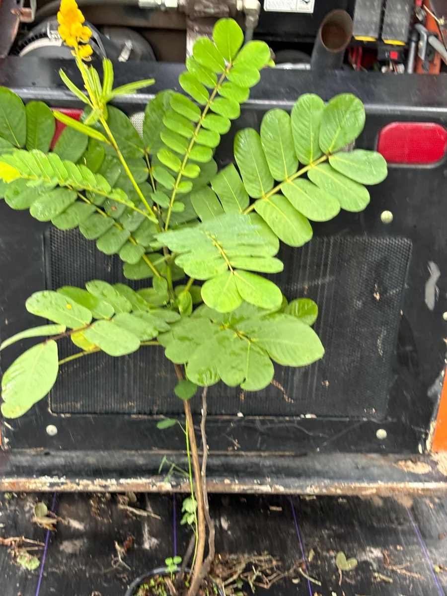 Candlestick Tree Live Plant – Senna alata – Yellow Flower – 2Ft Tall – 6 Inch Pot - Image 3