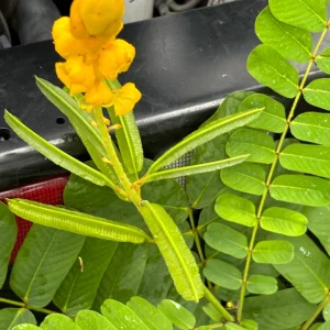 Candlestick Tree Live Plant (Senna alata) - Yellow Flower, 2Ft Tall in 6