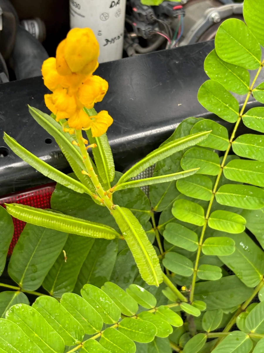 Candlestick Tree Live Plant (Senna alata) - Yellow Flower, 2Ft Tall in 6" Pot - Image 4