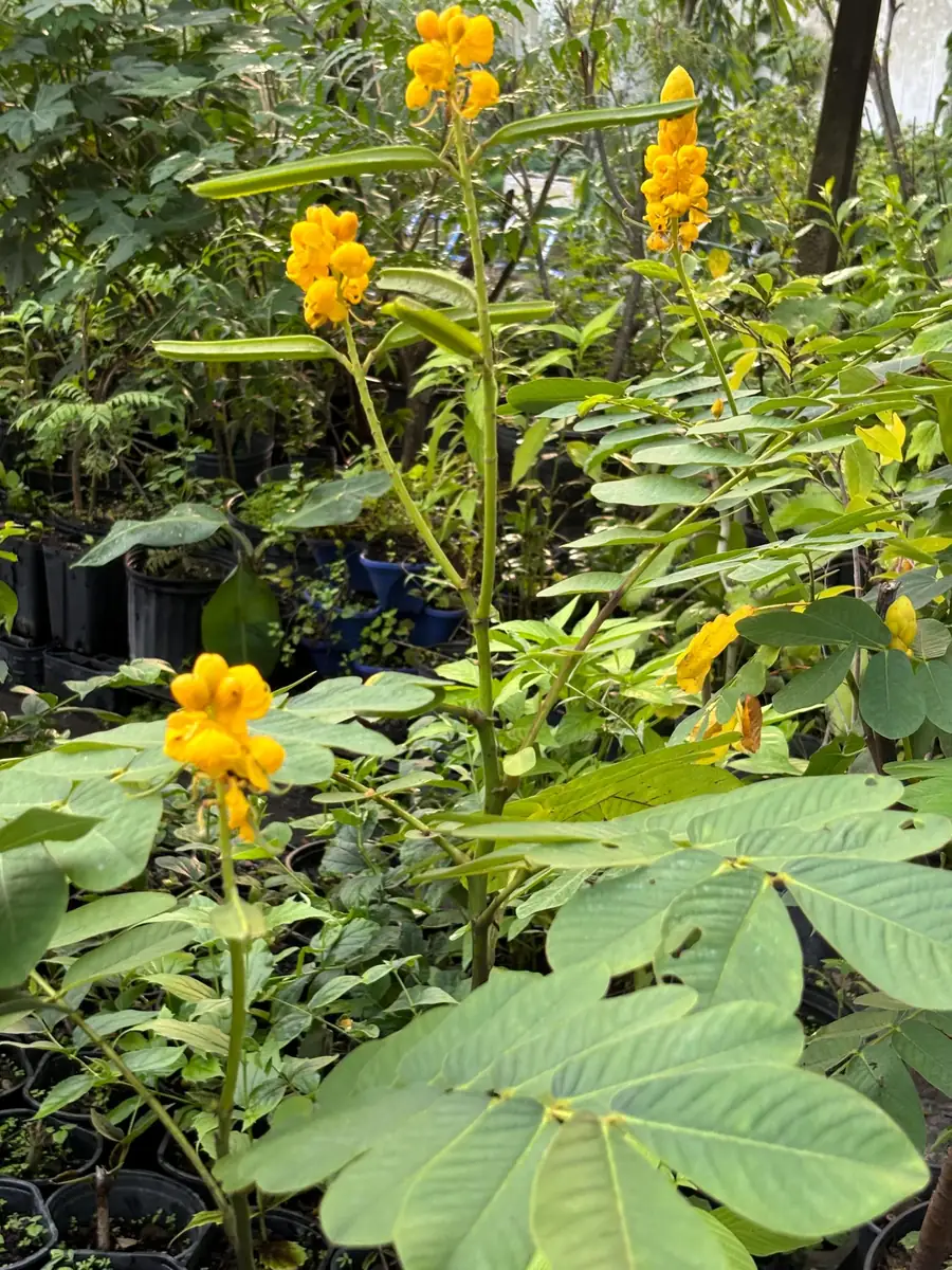 Candlestick Tree Live Plant (Senna alata) - Yellow Flower, 2Ft Tall in 6" Pot - Image 5